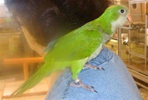 Shady Pines Aviary specializes in the breeding of Black-headed and White-bellied Caiques. . Quaker parrot for sale in arizona